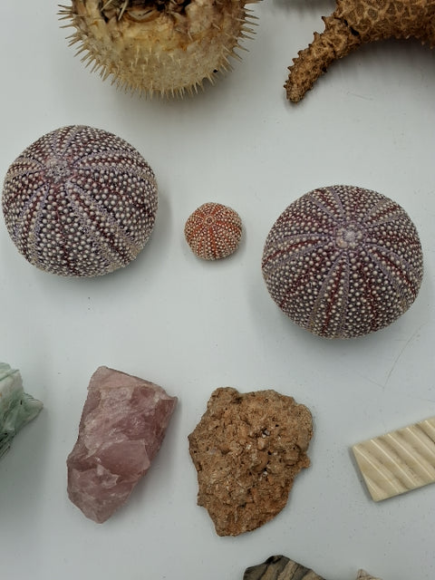 Sten og forsil samling